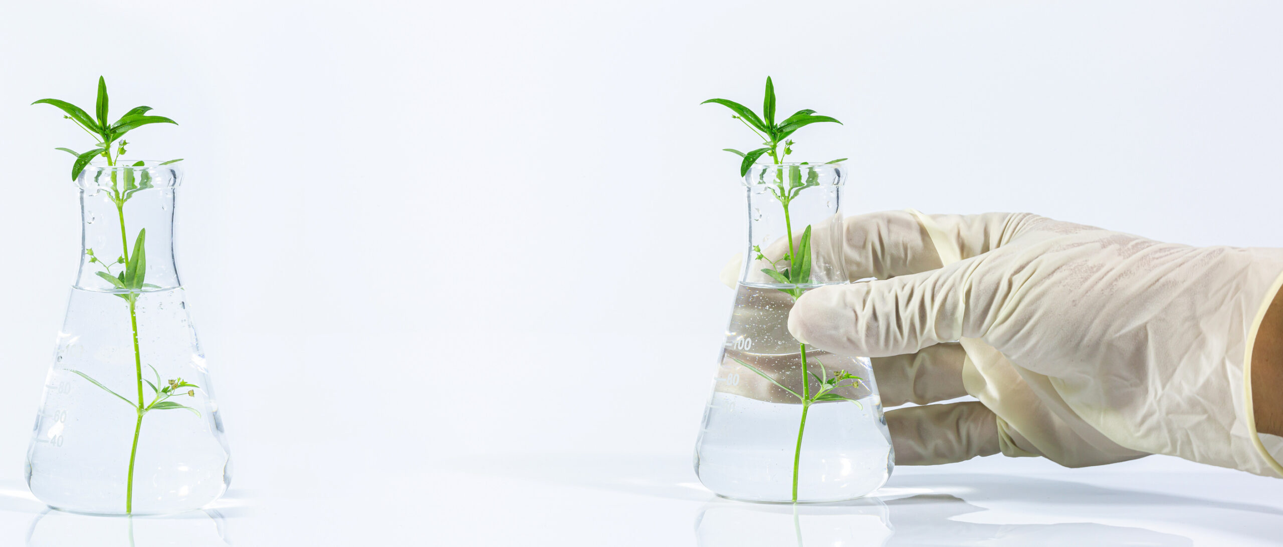 Hand holding test tube with plant – genetic engineering or biotech research concept